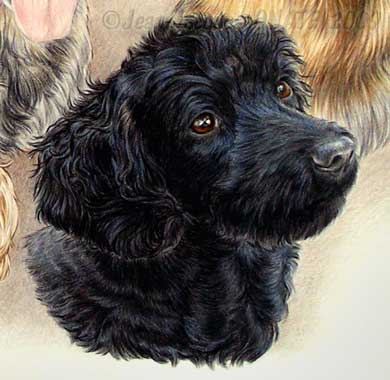 Cocker SIMBA en portrait